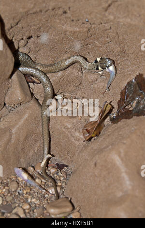 Ringelnatter (Natrix Natrix) einen gefangenen Fisch zu essen. Stockfoto