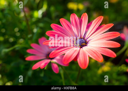 Rosa Herbers Stockfoto