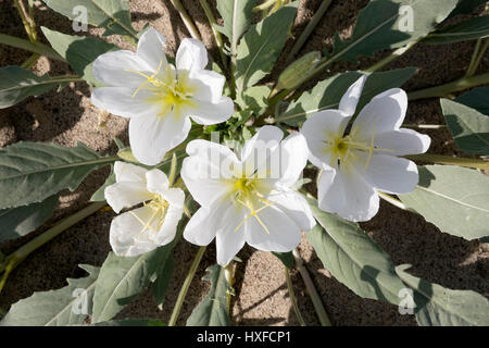 Düne Primel (Oenothera Deltoides SSP. Deltoides/Onagraceae) blühen im Anza-Borrego Desert State Park, Kalifornien, USA 2017 Stockfoto