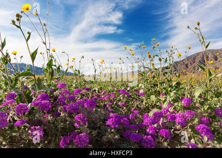 Verbena Sand und Wüste Sonnenblumen blühen im Anza-Borrego Desert State Park, Kalifornien, USA 2017 Stockfoto