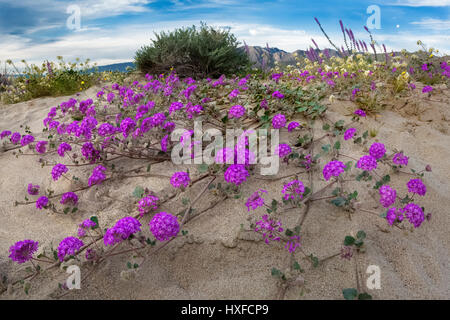 Wüste Sand Verbene blühen im Anza-Borrego Desert State Park, Kalifornien, USA 2017 Stockfoto