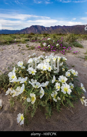 Düne Nachtkerze (Oenothera Deltoides) blühen im Anza-Borrego Desert State Park, Kalifornien, USA 2017 Stockfoto