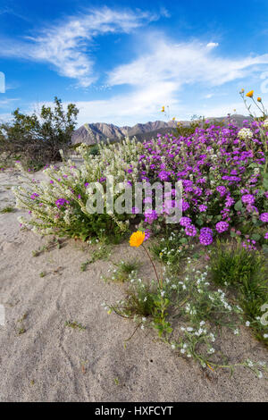 Frühlingsblumen blühen im Anza-Borrego Desert State Park, Kalifornien, USA 2017 Stockfoto