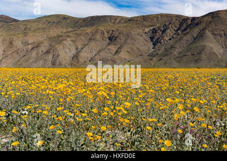 Wüste Sonnenblumen (Geraea Canescens) blühen im Anza Borrego Desert Staatspark, Kalifornien, USA Stockfoto