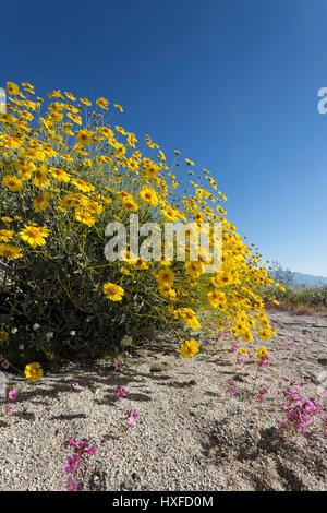 Brittlebush (Encelia Farinosa) in voller Blüte, Anza-Borrego Desert State Park, Kalifornien, USA 2017 Stockfoto