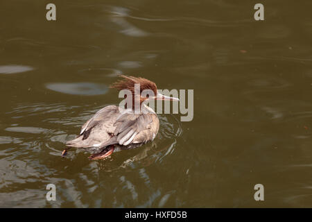 Scaly-seitig Prototyp Ente Mergus Squamatus schwimmt in einem Teich im Frühjahr
