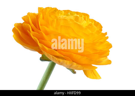 Gelber Hahnenfuß auf weißem Hintergrund geöffnet. Closeup Stockfoto