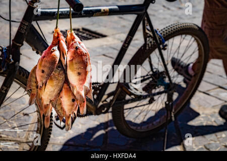 Ein einheimischer Fischer liefern frisch gefangener Fisch aus Nicaragua-See, auf Straßen von Granada, Nicaragua Stockfoto