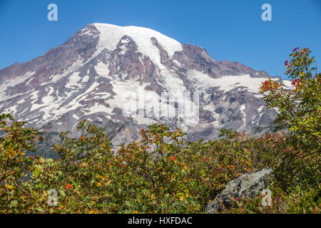 Leuchtende rote Beeren der Eberesche füllen den Vordergrund mit Mount Rainier Südwand im Hintergrund.  Pinnacle Peak Trail Stockfoto