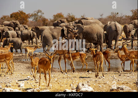 Männliche Kudu Anthelope unter Impalas am Wasserloch Batia, Herde Elefanten im Hintergrund, Etosha Nationalpark, Namibia Stockfoto