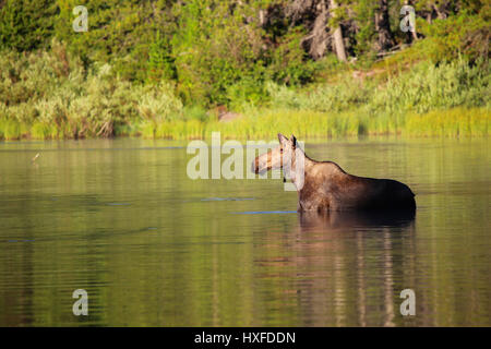 Elch, stehend im Fishercap See in den frühen Morgenstunden Licht Glacier Nationalpark Montana Stockfoto