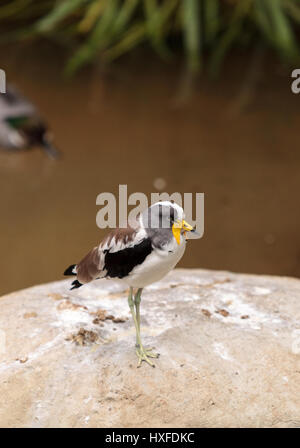 Gescheckte Kiebitz Vanellus Albiceps Sitzstangen auf einem Felsen genannt. Dieser Vogel hat gelbe Klappen an der Seite von seinem Gesicht, die von einem Hai Schnabel zu verlängern. Stockfoto