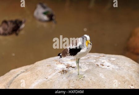 Gescheckte Kiebitz Vanellus Albiceps Sitzstangen auf einem Felsen genannt. Dieser Vogel hat gelbe Klappen an der Seite von seinem Gesicht, die von einem Hai Schnabel zu verlängern. Stockfoto