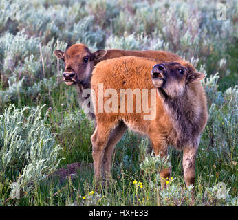Buffalo-Kälber Stockfoto