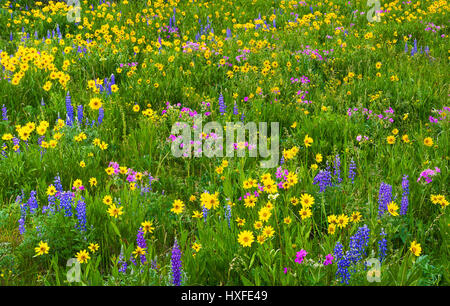 Bereich der Wildblumen im Yellowstone-Nationalpark, Wyoming, im Sommer. Stockfoto