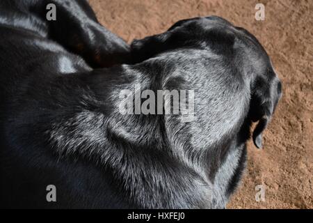 Eine Rottweiler-Rasse-Hund schläft auf einem Teppich zusammengerollt in einer Kugel. Ansicht von oben. Nahaufnahme Stockfoto