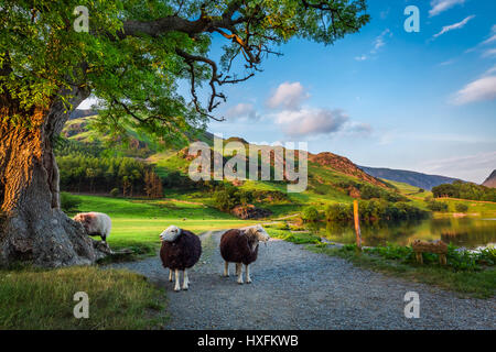 Zwei neugierige Schafe auf der Weide bei Sonnenuntergang im Lake District, England Stockfoto
