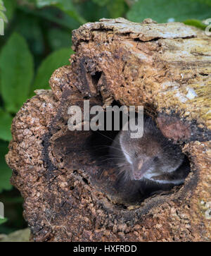 Allgemeine Spitzmaus (Sorex Araneus) peering aus einem ausgehöhlten alte Log in einem Garten von Norfolk. Stockfoto