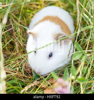 Süße weiße Meerschweinchen Essen Rasen im park Stockfoto