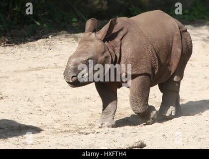 Baby mehr ein-gehörnte Panzernashorn (Rhinoceros Unicornis) Stockfoto