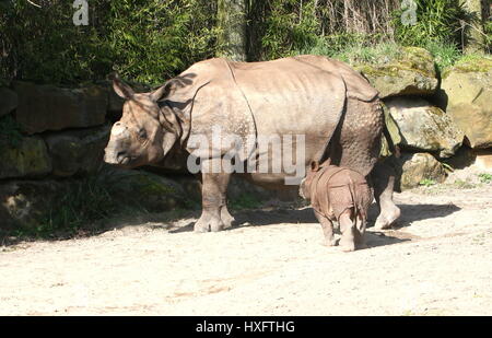 Mutter größere ein-gehörnte Panzernashorn (Rhinoceros Unicornis) mit ihrem baby Stockfoto