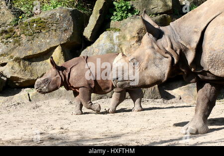 Mutter größere ein-gehörnte Panzernashorn (Rhinoceros Unicornis) mit ihrem baby Stockfoto