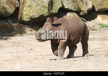 Baby mehr ein-gehörnte Panzernashorn (Rhinoceros Unicornis) Stockfoto