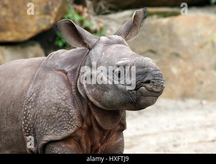 Baby mehr ein-gehörnte Panzernashorn (Rhinoceros Unicornis) Stockfoto