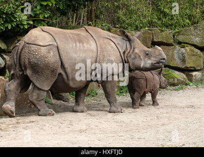 Mutter größere ein-gehörnte Panzernashorn (Rhinoceros Unicornis) mit ihrem baby Stockfoto