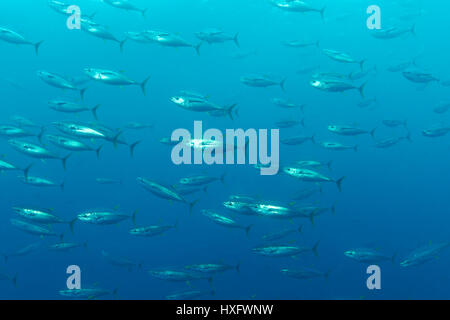Yellowfin Tuna, Yellow-Finned Thunfisch, Gelbflossen-Thunfisch (Thunnus Albacares) eine Schule von ihnen Stockfoto