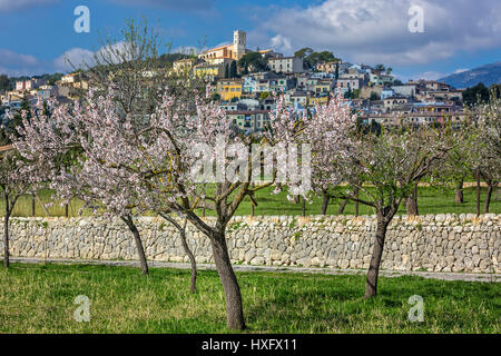 Mandelblüten im Dorf Selva, es Raiguer, Mallorca, Balearen, Spanien Stockfoto