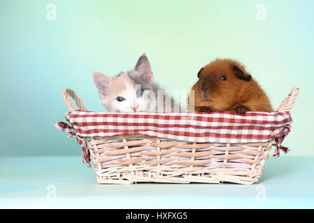 Hauskatze und Meerschweinchen. Dreifarbigen Kitten und Teddy Meerschweinchen in einem Korb. Studio Bild, vor einem blauen Hintergrund zu sehen. Deutschland Stockfoto