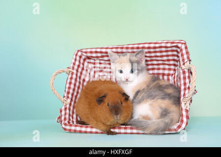 Hauskatze und Meerschweinchen. Dreifarbigen Kitten und Teddy Meerschweinchen in einem Korb. Studio Bild, vor einem blauen Hintergrund zu sehen. Deutschland Stockfoto