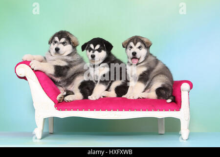 Alaskan Malamute. Drei Welpen (6 Wochen alt) auf einer Chaiselongue. Studio Bild, vor einem blauen Hintergrund zu sehen. Deutschland. Stockfoto