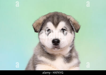 Alaskan Malamute. Porträt des Welpen (6 Wochen alt). Studio Bild, vor einem blauen Hintergrund zu sehen. Deutschland. Stockfoto