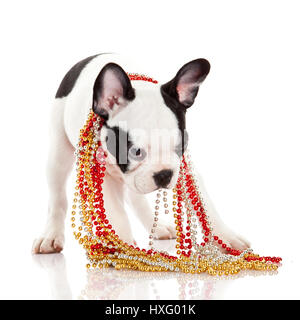 Entzückende französische Bulldogge tragen Schmuck auf weißem Hintergrund. Französische Bulldogge Welpen Porträt auf weißem Hintergrund Stockfoto