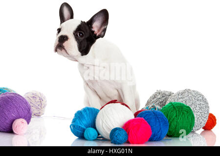 Französische Bulldogge Welpen mit einem Wolle-Kugeln isoliert auf weißem Hintergrund. Stockfoto