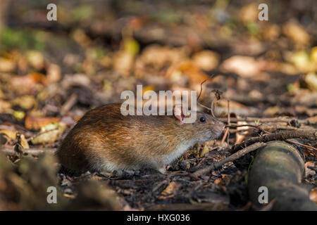 Braune Ratte (Rattus Norvegicus). Erwachsenen in einer verlassenen Tongrube. Deutschland Stockfoto