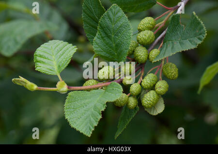 Grüne Erle (Alnus viridis), Zweig mit Blättern und grünen Früchten Stockfoto