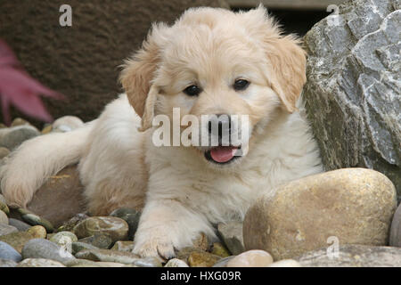 Golden Retriever. Weibliche Welpen (7 Wochen alt) liegen zwischen den Felsen. Deutschland Stockfoto