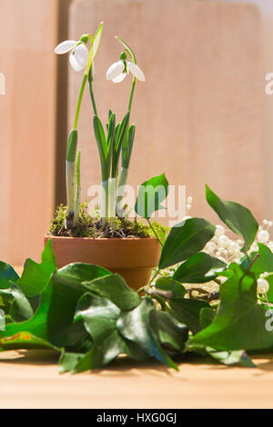 Gemeinsamen Schneeglöckchen (Galanthus Nivalis). Blühende Topfpflanze mit Efeu und Perlen. Studio Bild. Deutschland Stockfoto