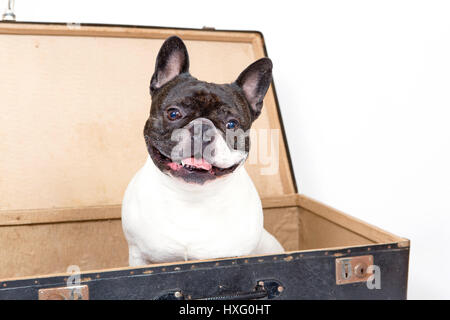 Französische Bulldogge. Die Männchen sitzen in einen kleinen Korb mit blauen Tüll. Studio Bild. Deutschland Stockfoto