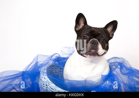 Französische Bulldogge. Die Männchen sitzen in einen kleinen Korb mit blauen Tüll. Studio Bild vor einem weißen Hintergrund Stockfoto