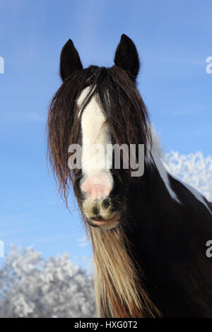 Gypsy Vanner Pferd. Porträt der Stute im Winter. Deutschland Stockfoto