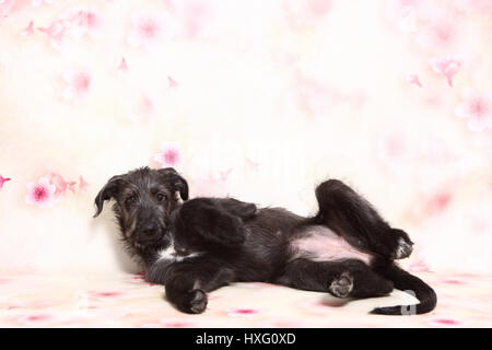 Irischer Wolfshund. Welpen (9 Wochen alt) vor einem floralen Design Tapete liegen. Studio Bild Stockfoto