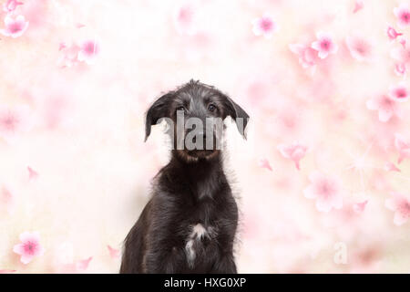 Irischer Wolfshund. Welpen (9 Wochen alt) sitzt vor einem floralen Design-Tapete. Studio Bild Stockfoto