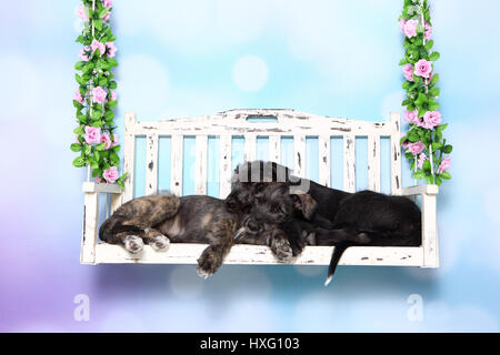 Irischer Wolfshund. Zwei Welpen (9 Wochen alt) schläft auf einer Veranda-Schaukel. Studio Bild vor einem blauen Hintergrund. Deutschland Stockfoto