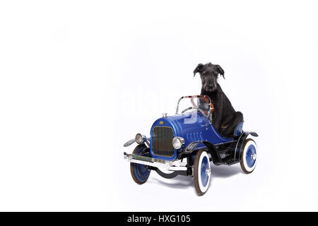 Irischer Wolfshund. Welpen (9 Wochen alt) sitzt in einem Oldtimer. Studio Bild vor einem weißen Hintergrund. Deutschland Stockfoto