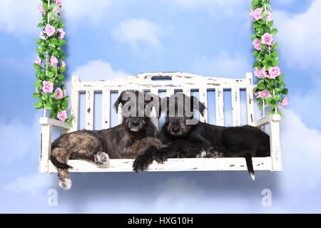 Irish Wolfhound. Zwei Welpen (9 Wochen alt) liegen auf einer Hollywoodschaukel. Studio Bild vor einem blauen Hintergrund. Deutschland Stockfoto