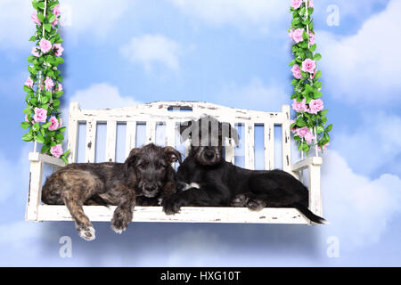 Irish Wolfhound. Zwei Welpen (9 Wochen alt) liegen auf einer Hollywoodschaukel. Studio Bild vor einem blauen Hintergrund. Deutschland Stockfoto